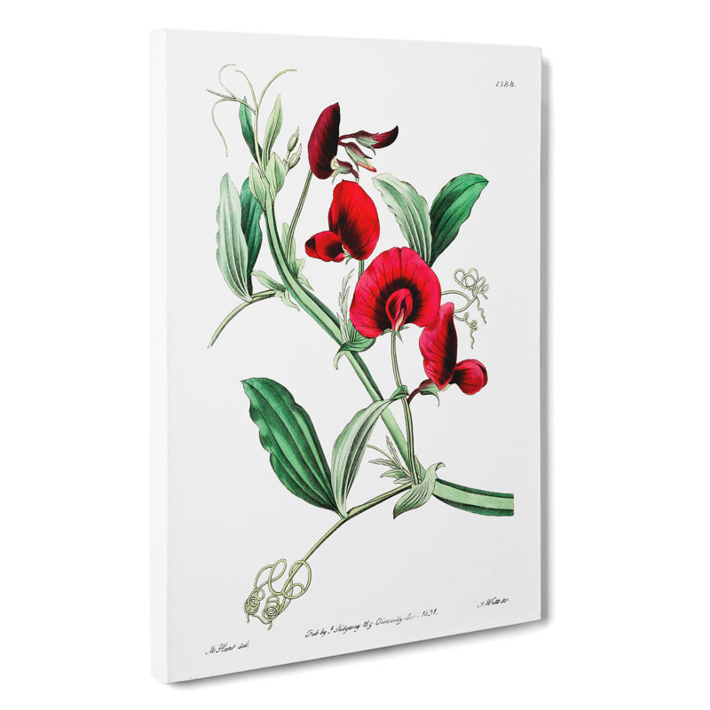 Red Tangier Pea Flowers - Wrapped Canvas, 50cm H x 35cm W x 3cm D