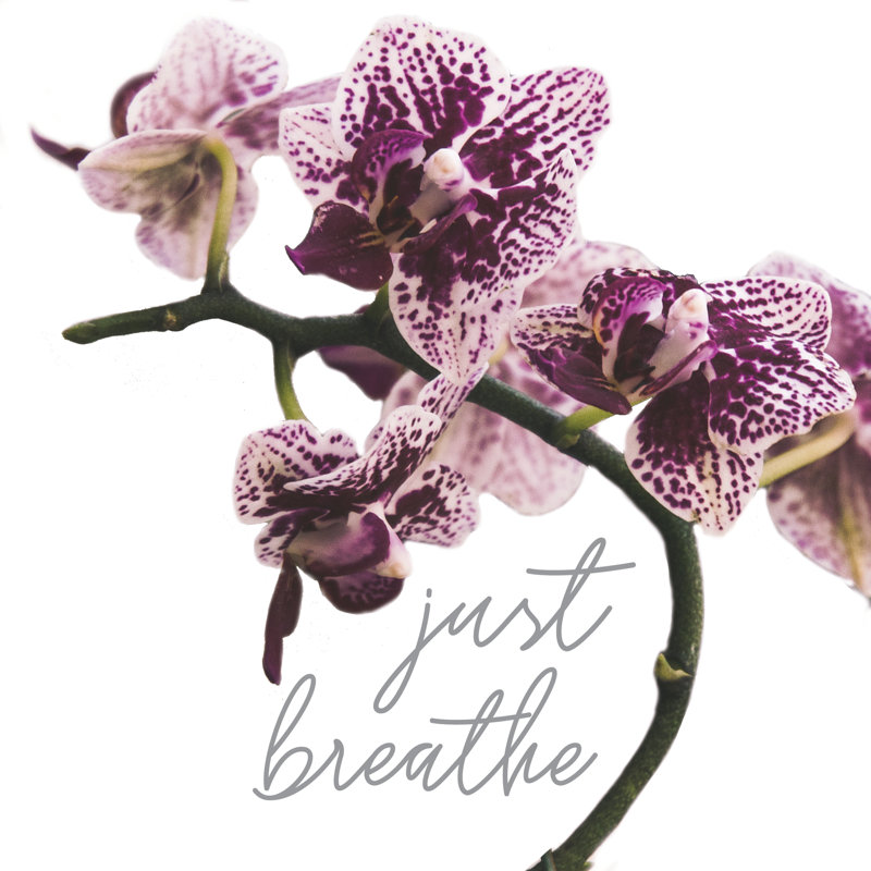 Breathe Orchids - Wrapped Canvas Print, 30cm H x 30cm W x 3.8cm D