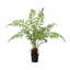 Forest Fern Plant in Growers Pot Small-995572911