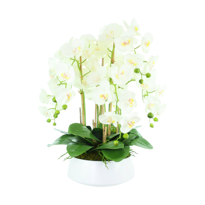 Orchid Arrangement in a Round Ceramic Vase