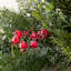 Couronne de Noël en PVC 28 po avec pommes de pin et baies rouges 28 po