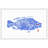" Tilapia Blue " by Andrew Clay-20585234