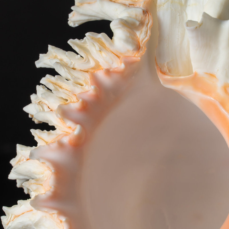 Genuine Ramose Murex Shell (2.5 Lbs)