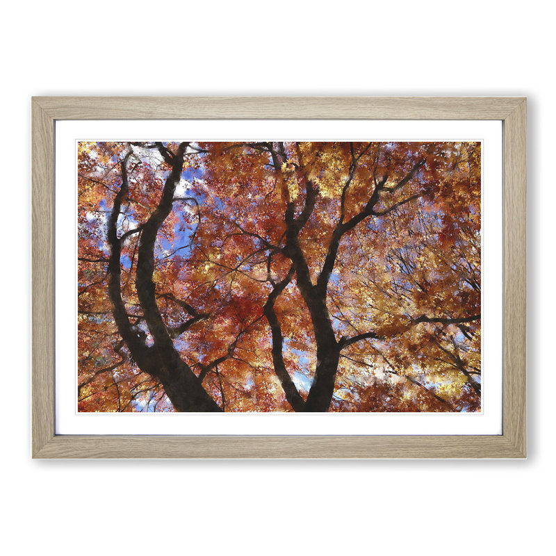 Maple Tree Vol.2 - Picture Frame Graphic Art, 48cm H x 65cm W x 2cm D, Oak Framed