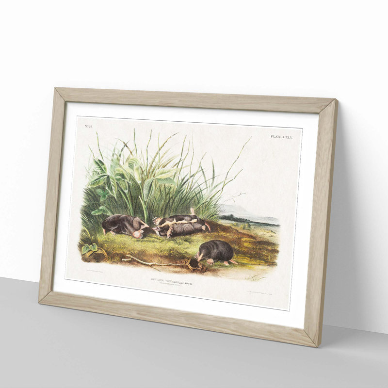 Shrew Mole by J.W. Audubon - Picture Frame Painting Print, 27cm H x 36cm W x 2cm D, Oak Framed