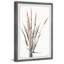 Dried Grass Stems 1 Piece Single Picture Frame Painting-1471962698