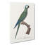 Macaw Parrot by F. Levaillant - Wrapped Canvas-55323200