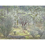 Winter Oak Grove Print by Bruce Heinemann