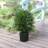 21.5'' Cedar Plant
