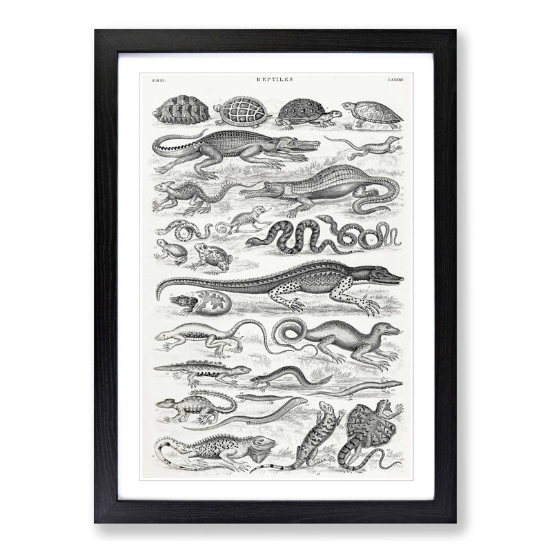 Study of Reptiles by Oliver Goldsmith - Picture Frame Drawing Print, Black Framed, 36cm H x 27cm W x 2cm D