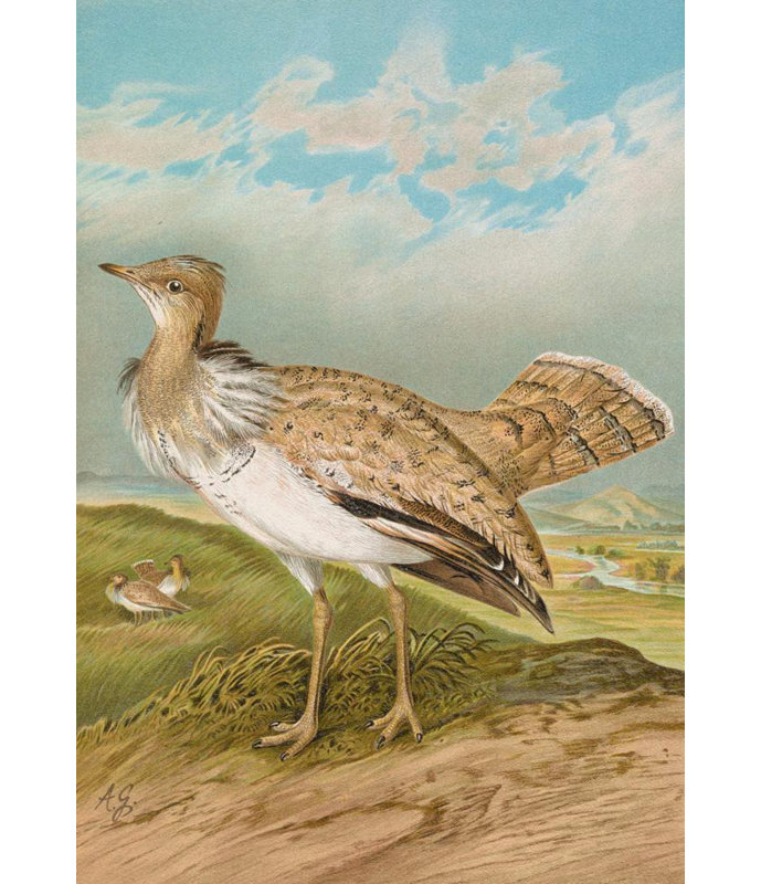 "Houbara Macqueeni Gray" par Johann Frederic Naumann - Art mural sur toile tendue avec châssis, H 33 po x l 48 po