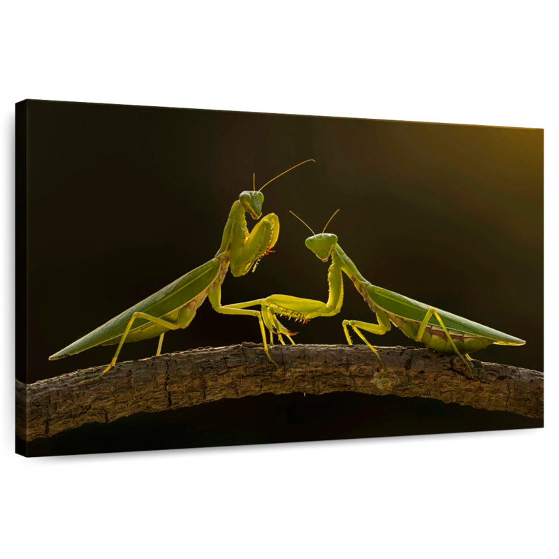 Brampt Praying Mantis Duo