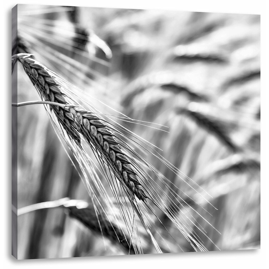 Leinwandbild Weizen auf dem Feld