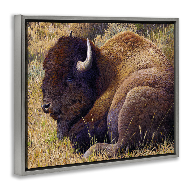 «Relaxing Young Bison Gray» par Rod Lawrence, H 25 po x l 31 po, Cadre flottant gris lustré