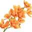 Tige d'orchidée Cymbidium-100334957