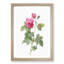 Bourbon Rose in Pink by Pierre-Joseph Redoute - Picture Frame Graphic Art Print-55512977-55512980