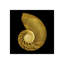 Nautilus On Black Print by Harold Davis-26933207-26933210