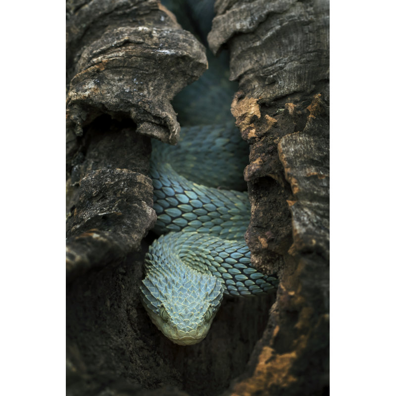 Venomous Bush Viper Snake by Mark Kostich - Wrapped Canvas Print, 46cm H x 30cm W