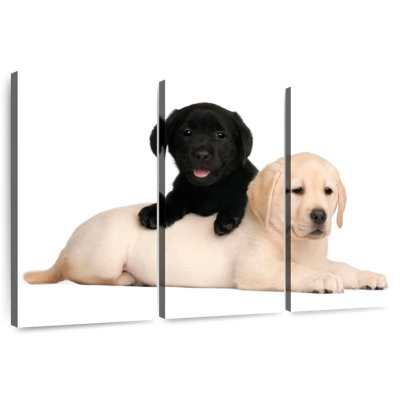 Brampt Yellow And Black Lab