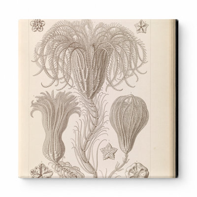 Crinoidea – Palmensterne (Kunstformen der Natur, Plate 25, 1904) — Square Canvas Wall Art