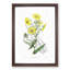 Yellow Daisies - Picture Frame Painting Print-55613911-55613912