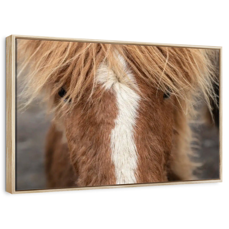 Gros plan d'un cheval Islandais, Cadre flottant en bois naturel, 43 po x 29 po