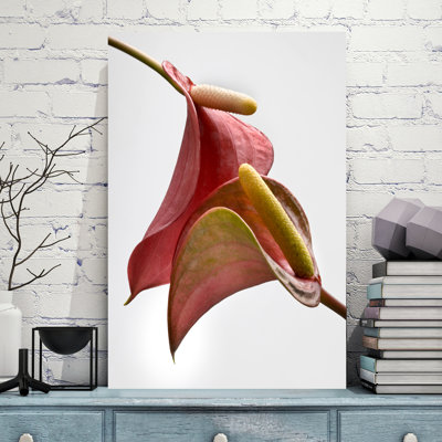 Anthurium 2 On White by Barry Seidman - Wrapped Canvas Print