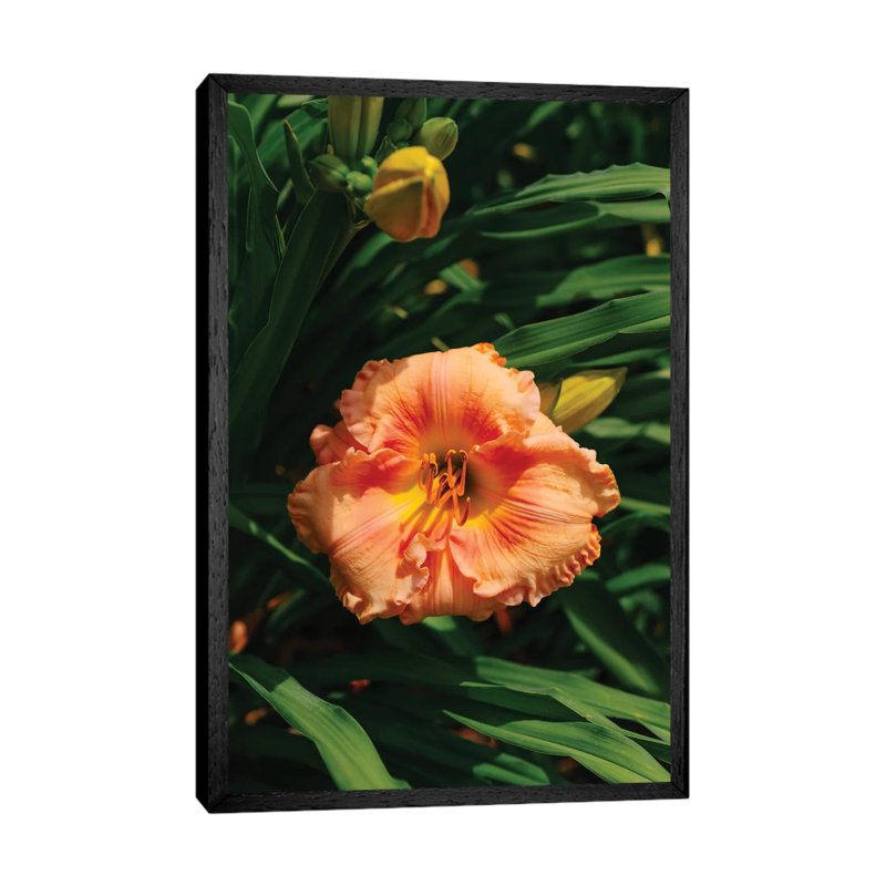 Daylily Garden II by Bethany Young - Print on Canvas, 66.04cm H x 45.72cm W x 3.81cm D, Black Framed
