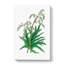 Chinese Rhubarb Illustration - Wrapped Canvas Painting-55370488