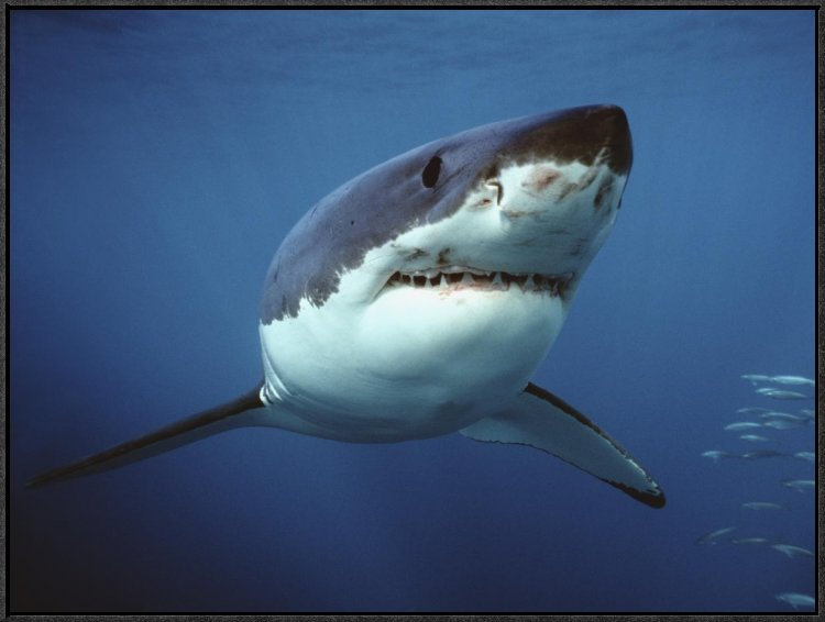 " Great White Shark Swimming Underwater, Neptune Islands, Australia Digitally Enhanced ", 24" H x 32" W, Black Framed
