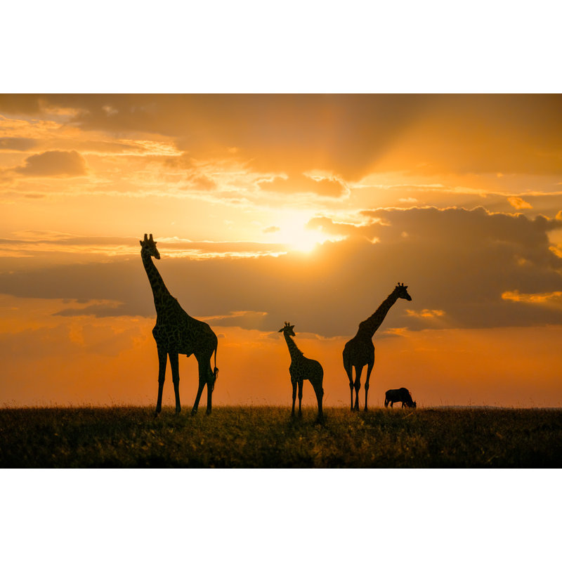 Wrapped Canvas Print, 81.28 cm H x 121.92 cm W
