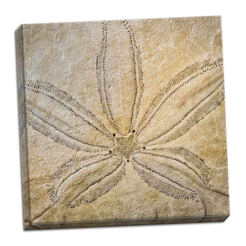 « sable dollar design », reproduction de photo sur toile tendue