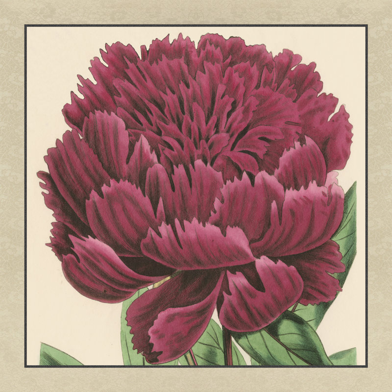 Peony Collection V - Wrapped Canvas Painting, 122cm H x 122cm W x 3.8cm D