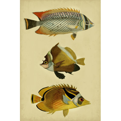Trio Of Tropical Fish II by Vision Studio - Wrapped Canvas Print