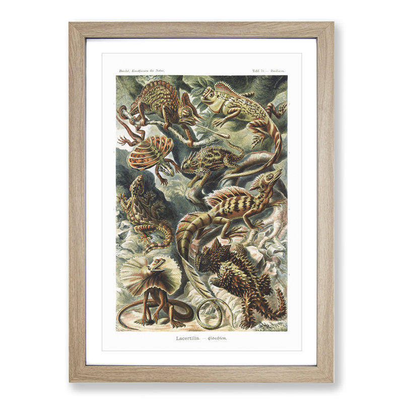 Lizards by Ernst Haeckel - Picture Frame Painting, 65cm H x 48cm W x 2cm D, Oak Framed