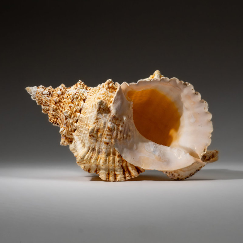 Genuine Murex Shell (1.7 Lbs)