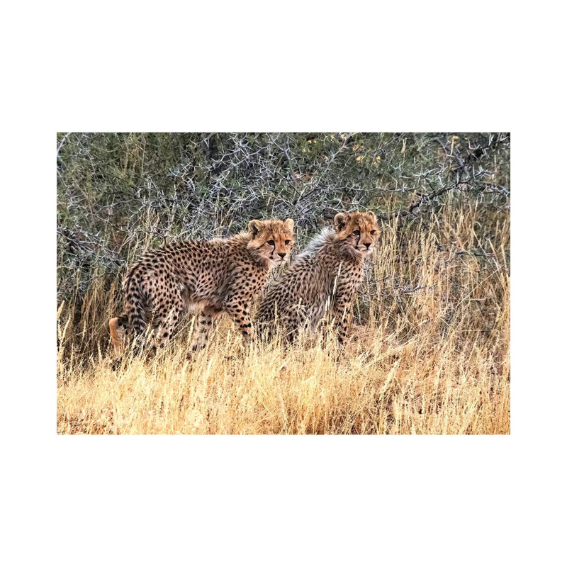 Cheetah Cubs, Kgalagadi Transfrontier Park, South Africa by Keren Su - Wrapped Canvas Print