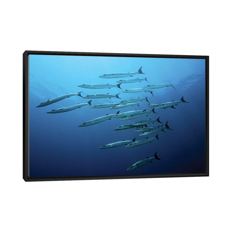 " Barracudas " by Henry Jager, 18" H x 26" W x 1.5" D, Black Framed Canvas, No Mat