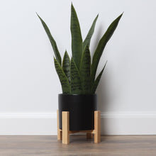 Bornbridge 16'' Faux Snake Plant (Sansevieria) Plant in Planter (Set of 2)