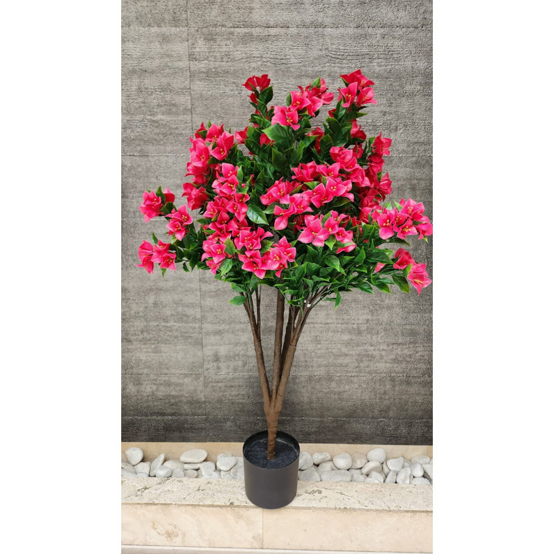 Bougainvillée plante d'extérieur / d'intérieur