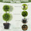 60cm Faux Cypress Topiary in Pot