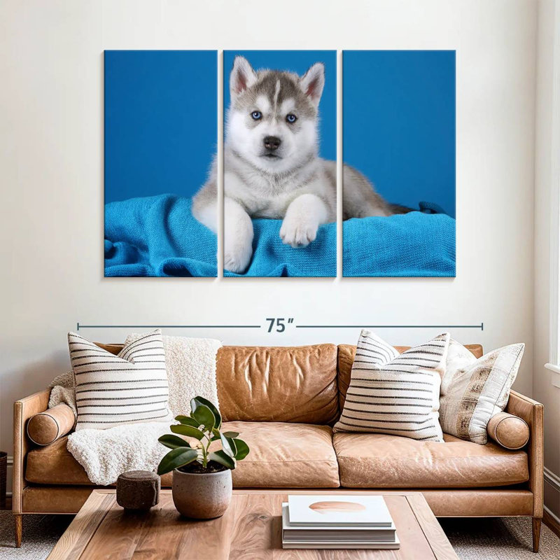 Chiot Husky aux yeux bleus Brampt, H 42 po x l 65 po