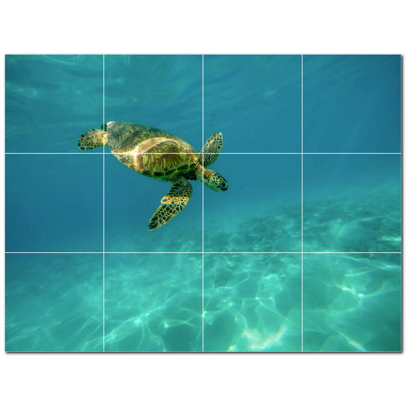 Tortue photo 6 x 6