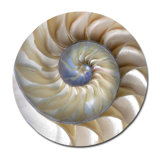 Sea Shell Swirl Print