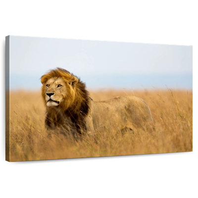 Lion chassant en safari