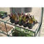 Mini serre Miracle-Gro -124746737