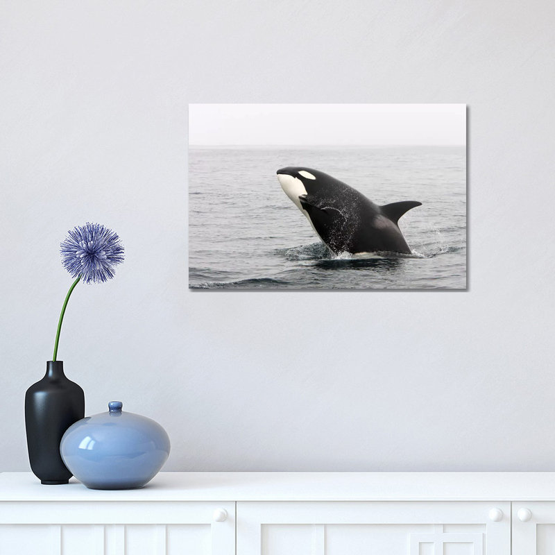 A Transient Killer Whale Breaching, Monterey Bay, California 1 Piece Wrapped Canvas Wall Art, 30.48 cm H x 45.72 cm W