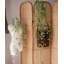 40 plantes-1152367009