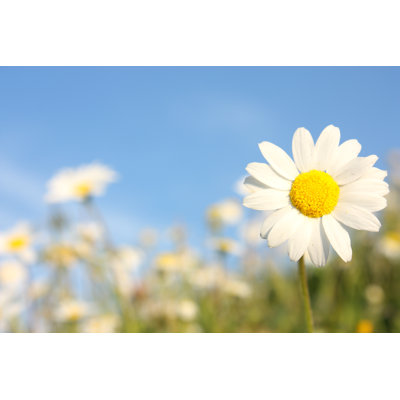 Marguerites sur un ciel bleu par Aydinmutlu