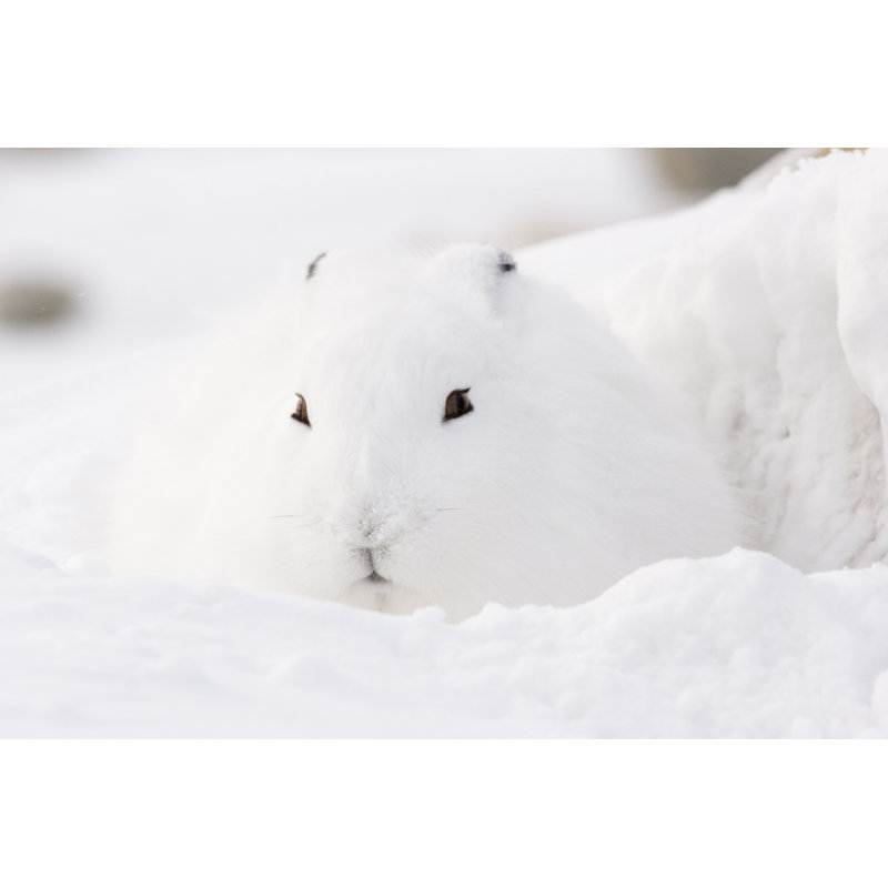 Arctic Hare by VisualCommunications - Wrapped Canvas Print, 30cm H x 46cm W